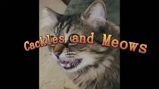cackles and meows #cat tv #birdwatching #quailbirds #nature