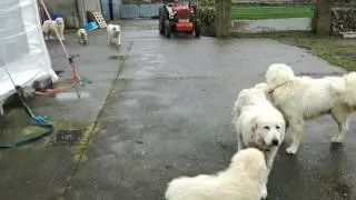 Pyrenean & Polish Tatra Mountain Dogs