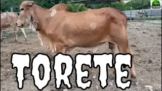 Toretes Gyr Puro El Salvador en el Campo