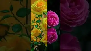 Rose Flower Photo
