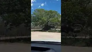 Огромный боаб в Кимберли, Западная Австралия