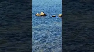 Olivers Hill Breakwater Wall #shorts #shortsvideo #beach #nature
