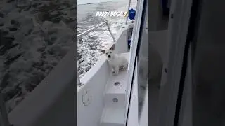 Happy Dog just chilling in the breeze.  #boating #boatdog #tugnchug #gnafloat #boatingfun
