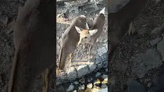 #Deer 🦌 in the Park Part 3, Nara