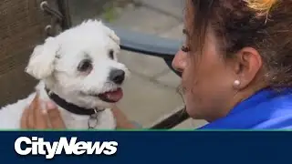 Toronto woman once afraid of dogs, now saves them