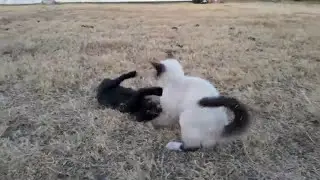 😼 Check this out! This is how you play catstyle! #cat #kittten #funnycat #viralshorts