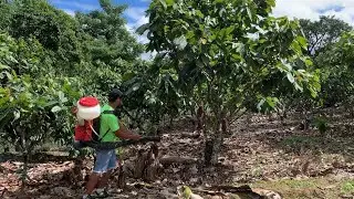 POLLINATION IN COCOA TREE FOR HIGH PRODUCTIVITY.