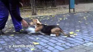 Pre-adiestramiento de cachorros
