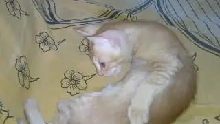 funny kittens cat video 😺playing mood motu Patlu ❤️😼😼💕#cat videos #trending shorts #viral #animal 