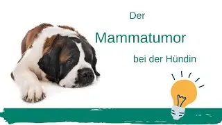 Der Mammatumor bei der Hündin
