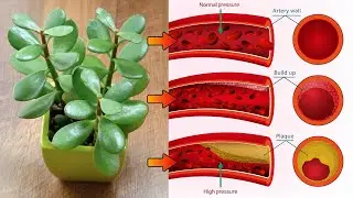 Top 7 Jade Plant Benefits that You Should Know