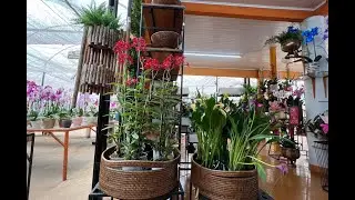 MUITAS PLANTAS , MUITAS DECORAÇÕES, FALANDO  PREÇOS. FLORICULTURA CATARINENSE.  Ateliê Florescer