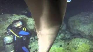 Manta Night