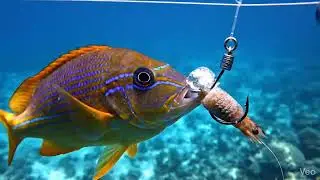 Samudri machhi video#followers #fishing #followers #ai 