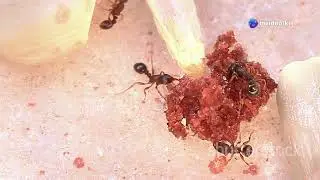 Ants During Rainy Season Survival Tactics
