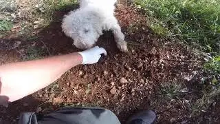 Dressage au cavage de tess lagotto 3 mois