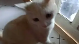 My Dear Cat...