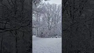 Winter Wonderland Walk ❄️ Snowy Forest Path | Part 1