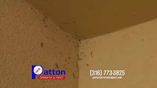 Residential Spider Extermination