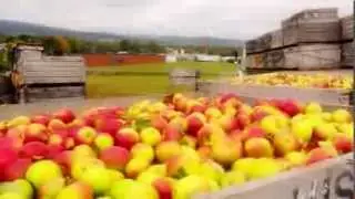 Pennsylvania Apples - Harvest