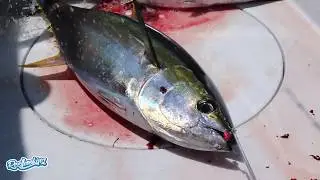 Costa Rica Yellow Fin Tuna at Los Sue&ntilde;os Resort and Marina