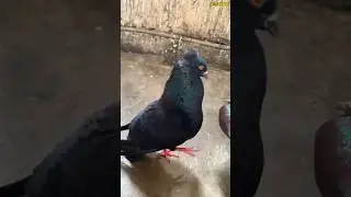 Masternya udara