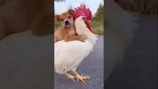 You&rsquo;ve Never Seen a Dog Ride a Chicken Like This 😲🐾