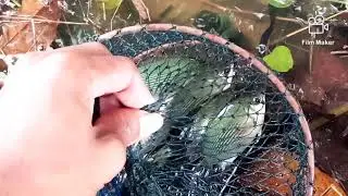 Panen ikan dengan tangkul