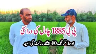 How to get high yield from #pb1885 #pb1885 #newriceseed2023 #pusabasmati1885 #bestriceseed #riceseed
