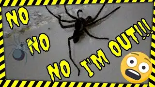Spider Hunting At 4:30 AM Very Funny