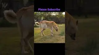 Dog Sniffing around in the Garden