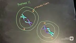 AP Bio Meiosis Stop Motion Project 