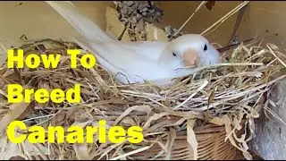 How to Breed Canaries A Complete Beginner&rsquo;s Guide