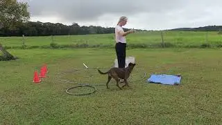 Any Other Animal Agility July/August 2024 Ineke Keough #3022/05/22E Lulu Dog - Kelpie x Staffy