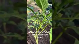 Most #plants are suffering in the #texasheat this purple #tomatillo is loving it #zone8b #gardening
