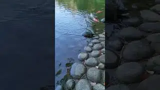 Koi and turtles in pond at Shukkeien Garden
