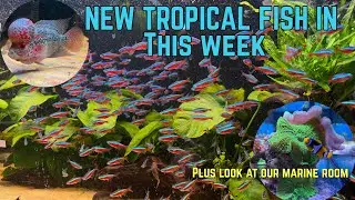 LOOK AT OUR NEW TROPICAL FISH AMD OUR MARINE ROOM 