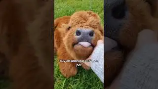 Pet cows do magic #animals #pets #love #shorts