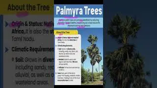 Some facts palmyra trees / exam important and knowledge