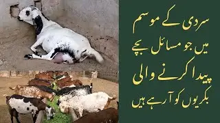 کیا آپ کی بکری سردی میں بچہ دینے والی ہے؟ تو یہ ویڈیو لازمی دیکھیں
