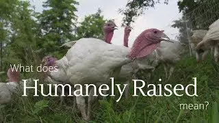 What Does Humanely Raised Mean?