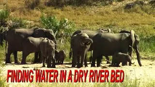 Watch These Majestic Elephants Quench Their Thirst In A Dry Riverbed Of South Africa!