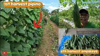 Double harvest tayo Ngayon! #farming 