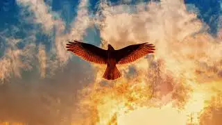 eagle flying soaring videos free noncopyright stock footage HD+music download #youtubeaudiolibrary