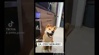 PUMBA SE PR&Eacute;SENTE !