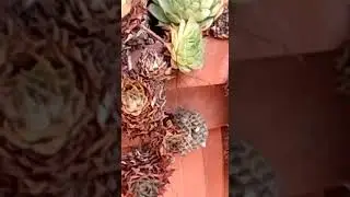 La vespa velutina