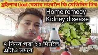 How to cure gout disease in broiler chicken II Broiler kidney disease treatment