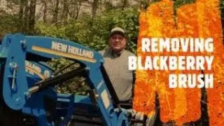 Removing Blackberry Brush
