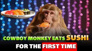 Cowboy Monkey Eats Sushi for the First Time