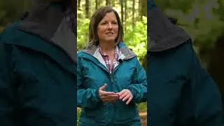 What is professional forestry? - FPBC